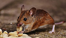 24 Hour & Emergency Exterminators in Manhattan Beach, CA